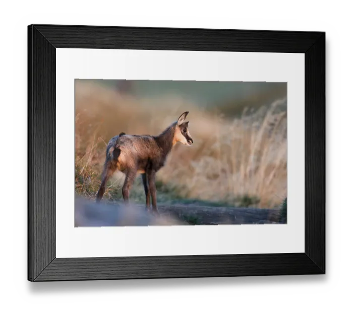 Framed Print : Chamois (Rupicapra rupicapra), young animal Framed Print : Chamois (Rupicapra rupicapra), young animal