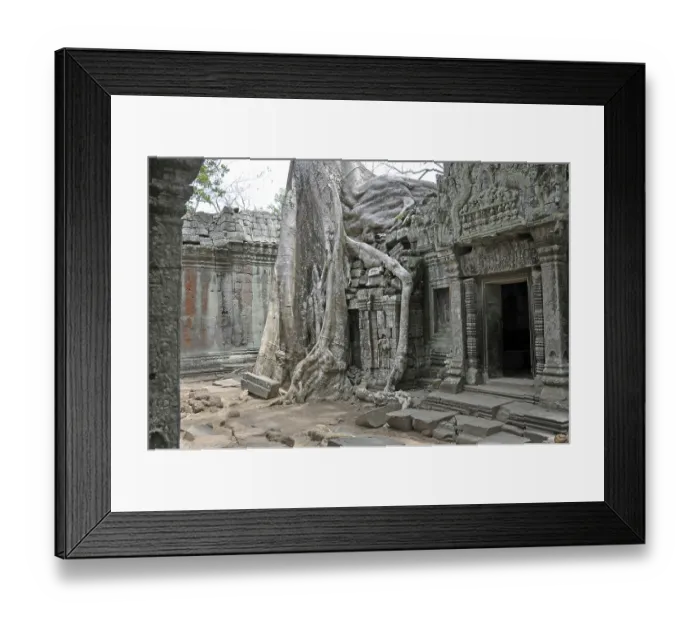 Framed Print : Tetrameles tree (Tetrameles nudiflora)