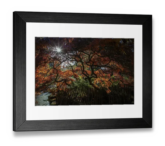 Framed Print : Fan maple (Acer palmatum), picket fence