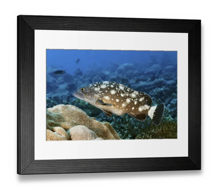 Framed Print : Milky ray grouper (Epinephelus caeruleopunctatus) with belly full of fish spawn Framed Print : Milky ray grouper (Epinephelus caeruleopunctatus) with belly full of fish spawn