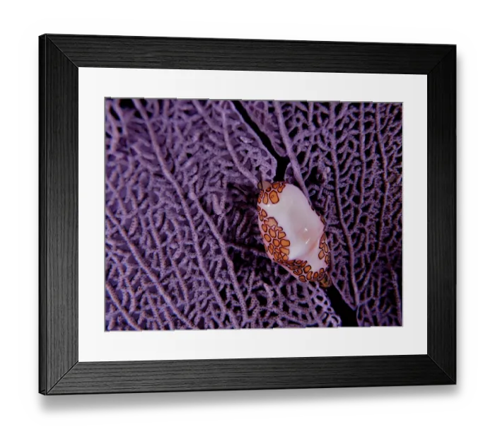 Framed Print : Flamingo tongue snail (Cyphoma gibbosum) on purple common sea fan (Gorgonia ventalina) at night Framed Print : Flamingo tongue snail (Cyphoma gibbosum) on purple common sea fan (Gorgonia ventalina) at night