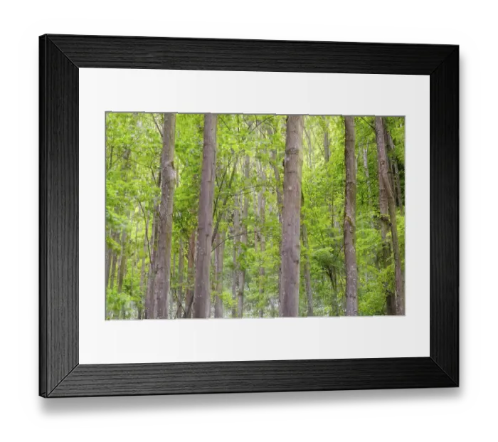 Framed Print : Beech forest (Fagus) with fresh leafage
