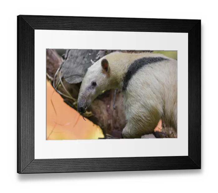 Framed Print : One southern tamandua (Tamandua tetradactyla)
