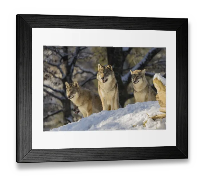 Framed Print : Three grey wolves (Canis lupus lupus) stand on a snow-covered hill behind a fallen tree on a cold