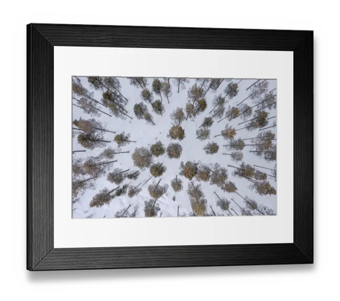 Framed Print : Aerial view over snow covered pine forest with Scots pines (Pinus sylvestris) in winter