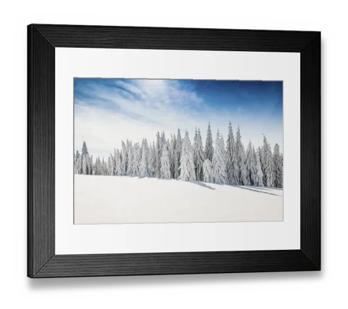 Framed Print : Snow-covered spruces in sunshine Framed Print : Snow-covered spruces in sunshine