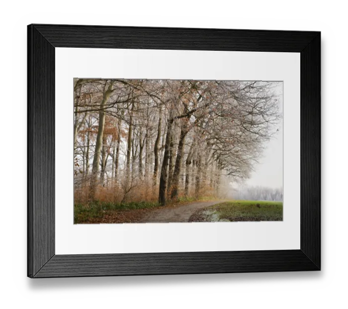 Framed Print : Deciduous forest with hoarfrost at the edge of a field Framed Print : Deciduous forest with hoarfrost at the edge of a field