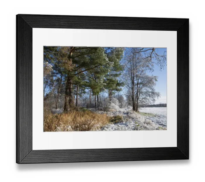 Framed Print : Snow, forest edge in winter, Barnbruch nature reserve