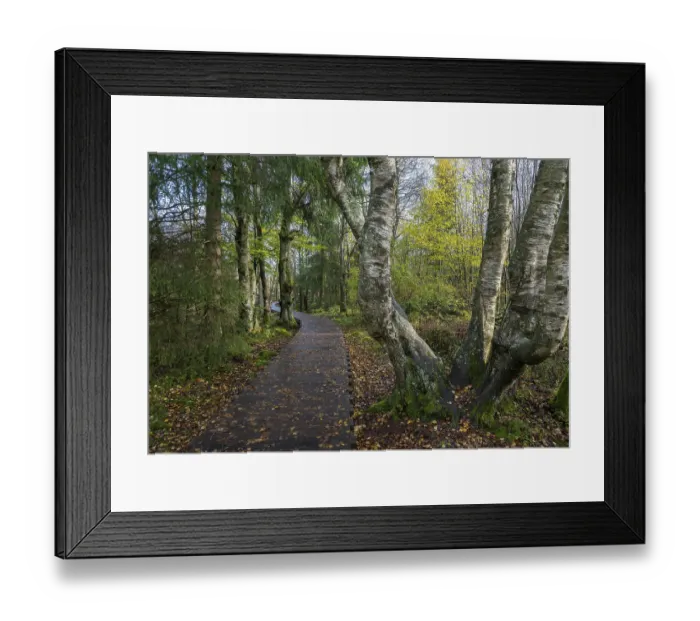 Framed Print : Boardwalk through bog birch forest (Betula pubescens) Framed Print : Boardwalk through bog birch forest (Betula pubescens)
