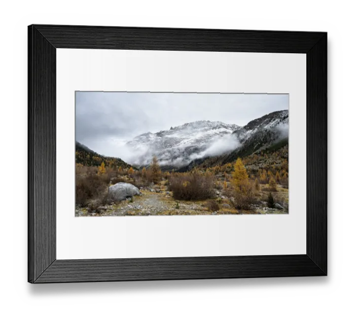 Framed Print : Autumn larch forest in Val Morteratsch Framed Print : Autumn larch forest in Val Morteratsch