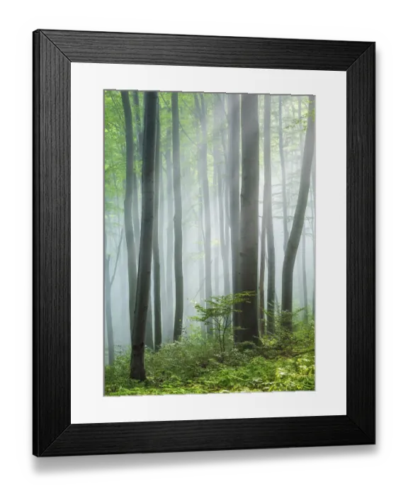 Framed Print : Beech forest flooded with light