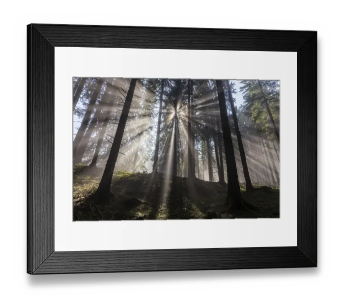 Framed Print : Sunbeams between trees in the forest