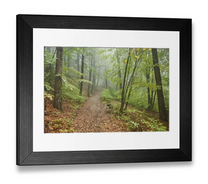 Framed Print : Landscape of a foggy forest with European beech (Fagus sylvatica) in autumn Framed Print : Landscape of a foggy forest with European beech (Fagus sylvatica) in autumn