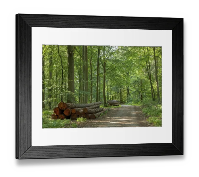 Framed Print : Forest near Sellin, Ruegen Island