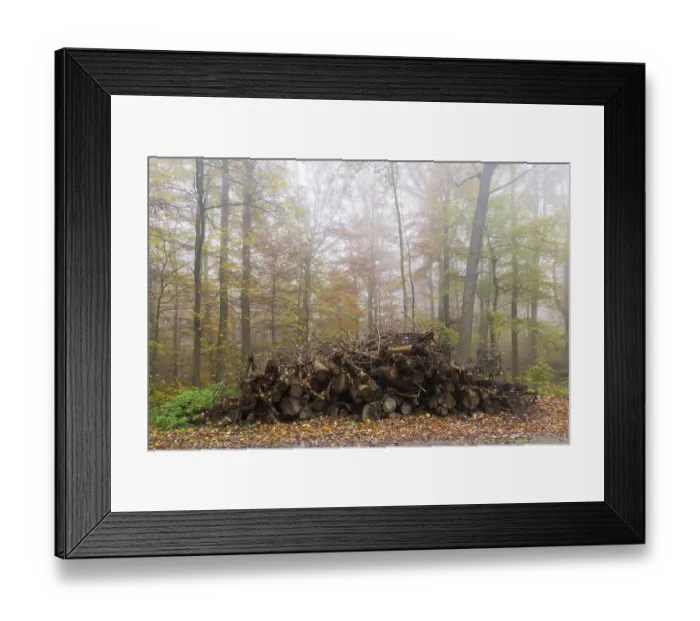 Framed Print : Rotting wood, beech (Fagus) forest in autumn