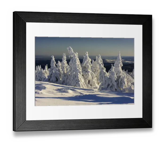 Framed Print : Snowy Spruces (Picea) on Brocken