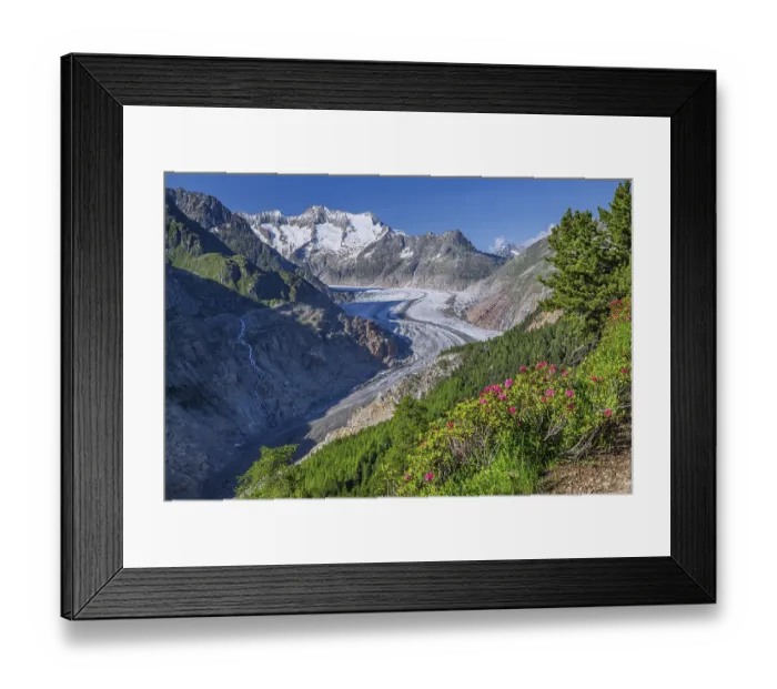 Framed Print : Landscape with blooming alpine roses in front of the Aletsch glacier with Wannenhorn 3906m Framed Print : Landscape with blooming alpine roses in front of the Aletsch glacier with Wannenhorn 3906m