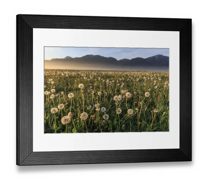 Framed Print : Dandelion (Taraxacum), dandelions