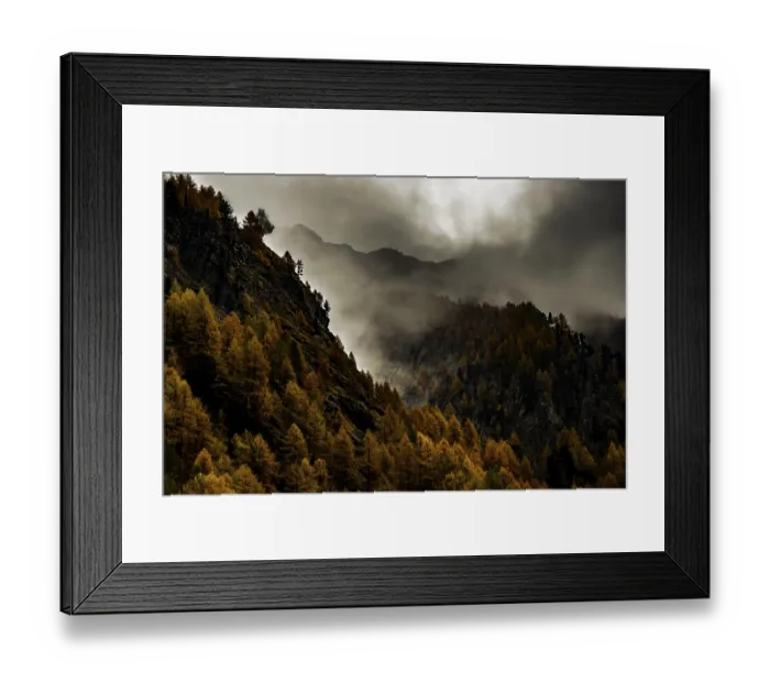 Framed Print : Autumn larch (Larix) forest in mountain landscape