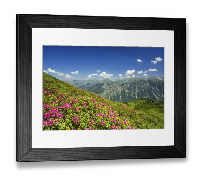 Framed Print : Alpenrosenbluete, Panorama of the Fellhorn