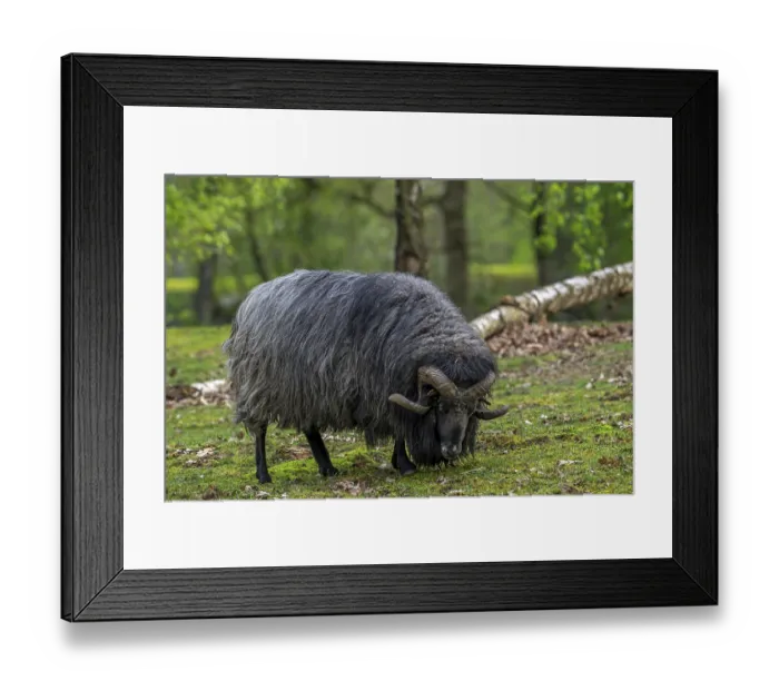 Framed Print : Lueneburger Heidschnucke, German Grey Heath ram