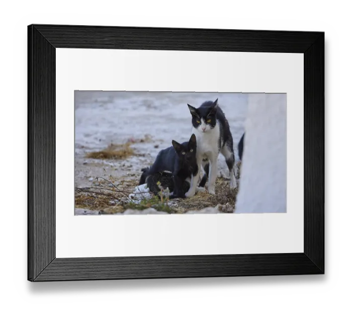 Framed Print : Mother cat, Kittens, Two black and white cats on concrete floor