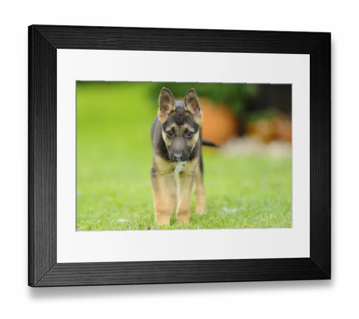 Framed Print : A cute German Shepherd Shorthair puppy runs on the green grass