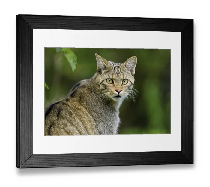 Framed Print : European wildcat or forest cat (Felis silvestris)