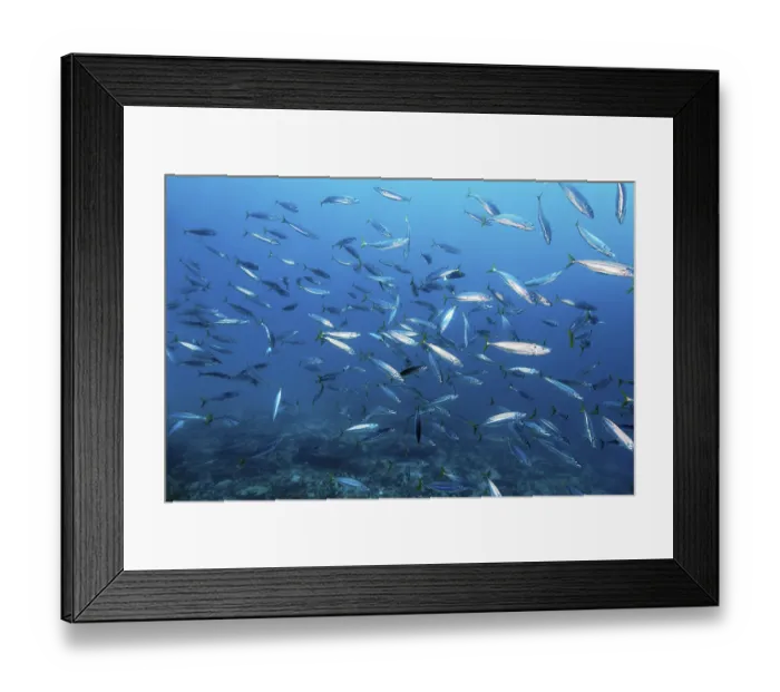Framed Print : Shoal of Decapterus mackerel (Decapterus tabl) swimming in the open sea over coral reef