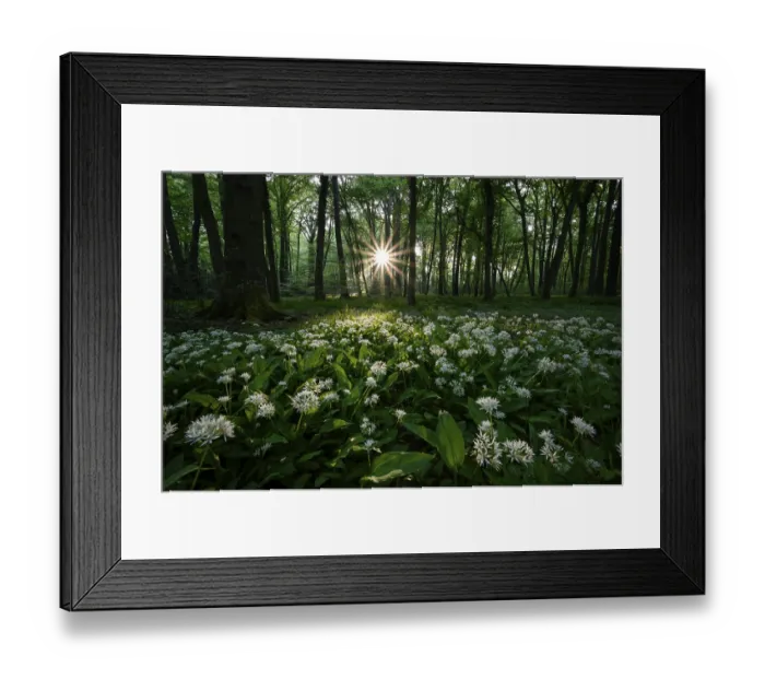 Framed Print : Ramsons (Allium ursinum), flowering plants Framed Print : Ramsons (Allium ursinum), flowering plants