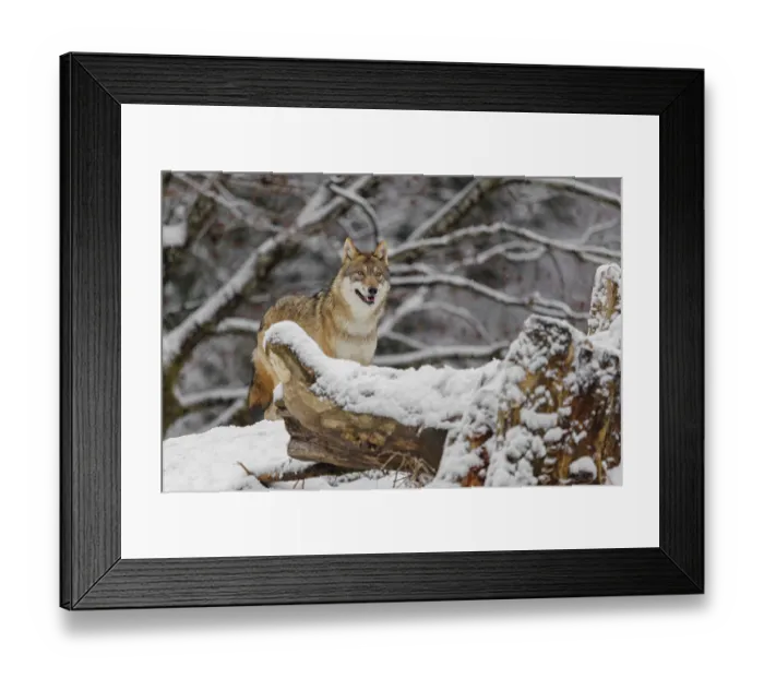 Framed Print : A grey wolf (Canis lupus lupus) stands on a snow-covered hill behind a fallen tree on a cold