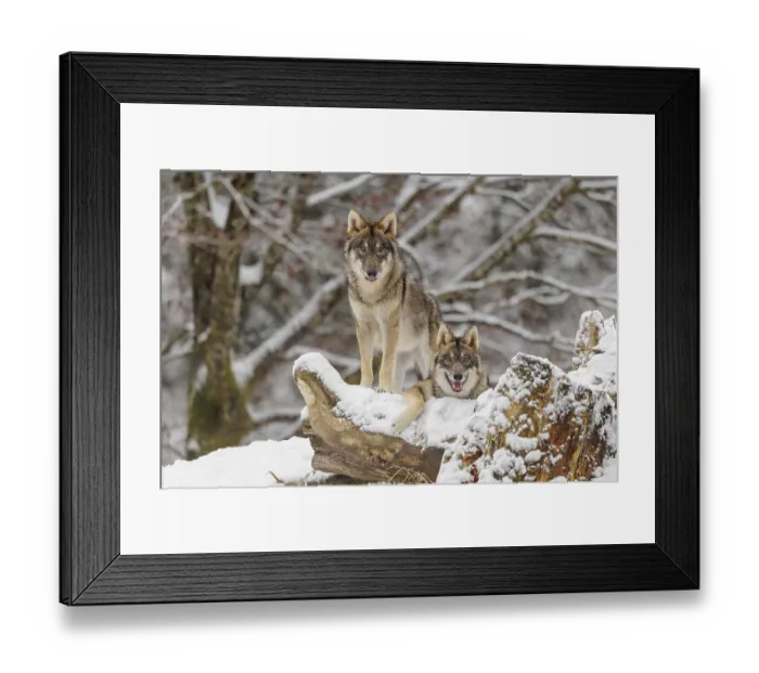 Framed Print : Two grey wolves (Canis lupus lupus) stand on a snow-covered hill behind a fallen tree on a cold Framed Print : Two grey wolves (Canis lupus lupus) stand on a snow-covered hill behind a fallen tree on a cold