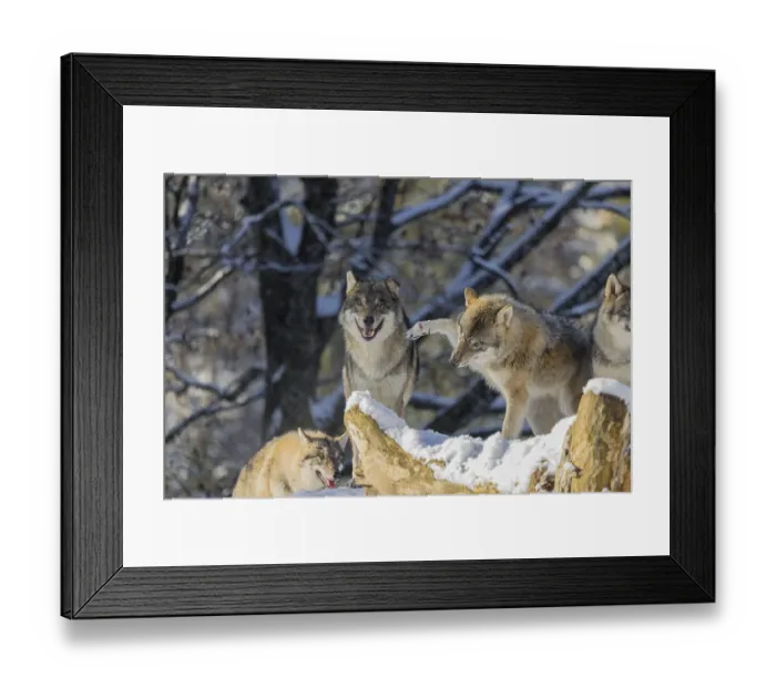 Framed Print : Four grey wolves (Canis lupus lupus) stand on a snow-covered hill behind a fallen tree on a cold