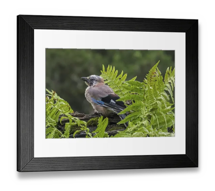 Framed Print : Eurasian jay (Garrulus glandarius) Framed Print : Eurasian jay (Garrulus glandarius)