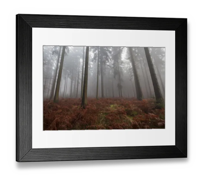 Framed Print : Trees in the forest, in the fog Framed Print : Trees in the forest, in the fog