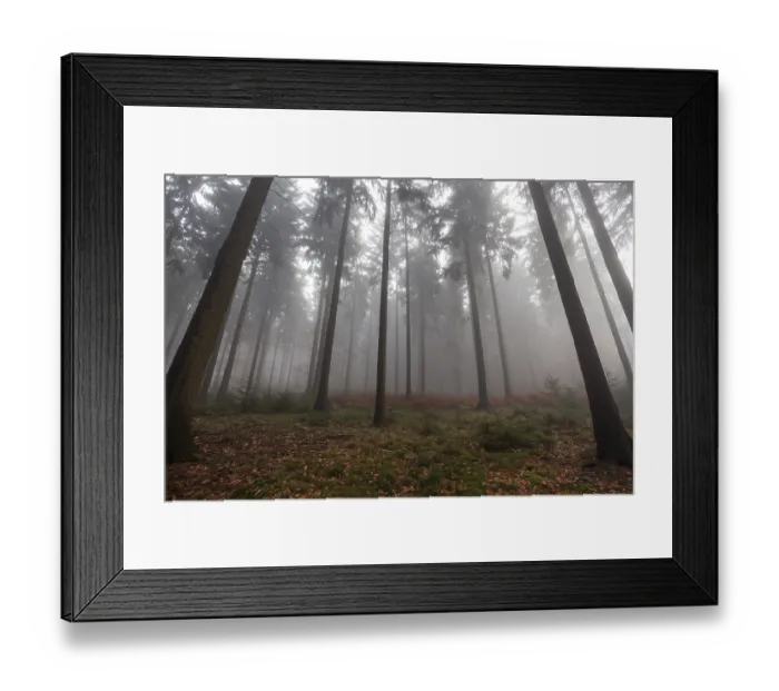 Framed Print : Trees in the forest in the fog Framed Print : Trees in the forest in the fog