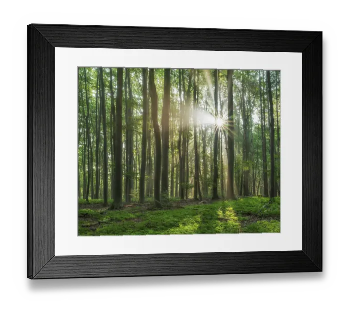 Framed Print : Light-flooded natural old beech forest