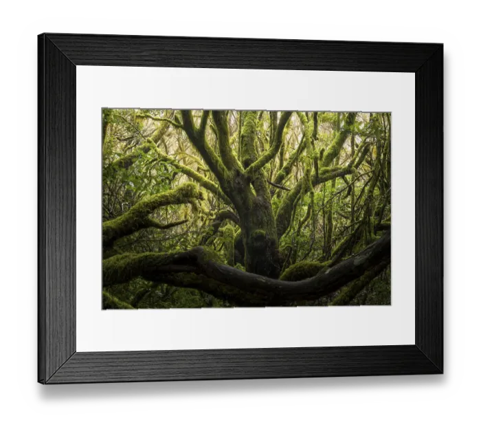 Framed Print : Laurel trees with mosses and lichens in the cloud forest near Laguna Grande Framed Print : Laurel trees with mosses and lichens in the cloud forest near Laguna Grande