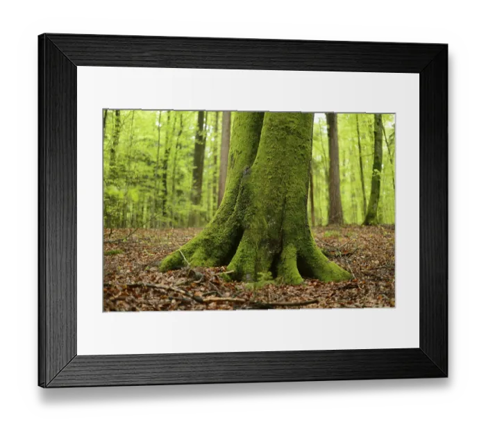Framed Print : Close-up of a European beech or common beech (Fagus sylvatica) tree-trunk in a forest in spring