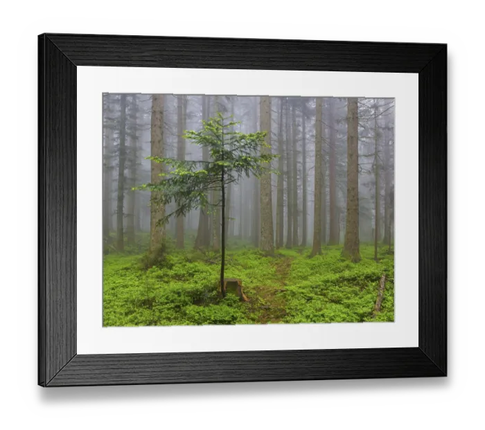 Framed Print : Spruce forest in the fog, Upper Austria