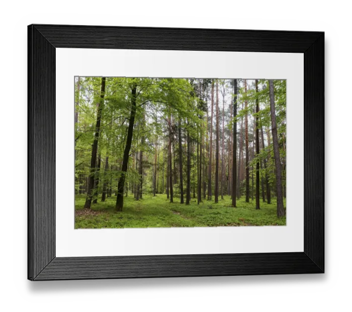 Framed Print : Mixed forest near Bad Waltersdorf