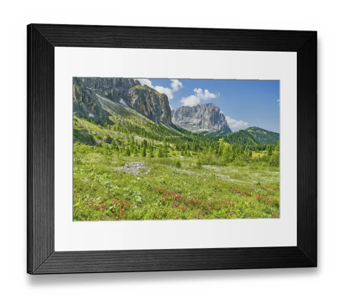 Framed Print : Alpine roses on the Gardena Pass Framed Print : Alpine roses on the Gardena Pass