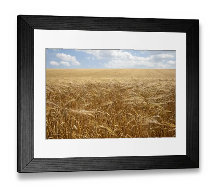 Framed Print : Grain field, ripe barley (Hordeum vulgare)