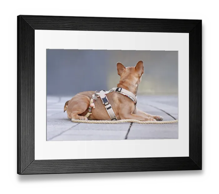 Framed Print : Back view of French Bulldog with dog harness with rope leash in front of gray wall Framed Print : Back view of French Bulldog with dog harness with rope leash in front of gray wall