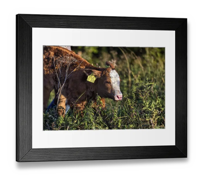 Framed Print : Newborn calf of a cow goes to the meadow