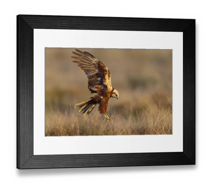 Framed Print : Western marsh-harrier (Circus aeruginosus)