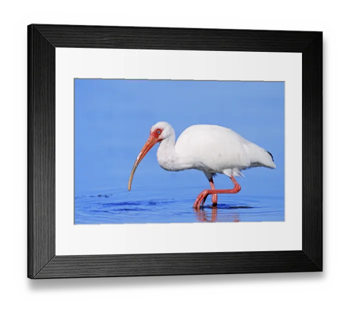 Framed Print : American white ibis (Eudocimus albus)