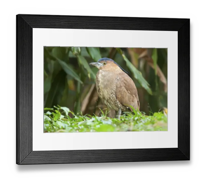 Framed Print : Malayan Night Heron (Gorsachius melanolophus)