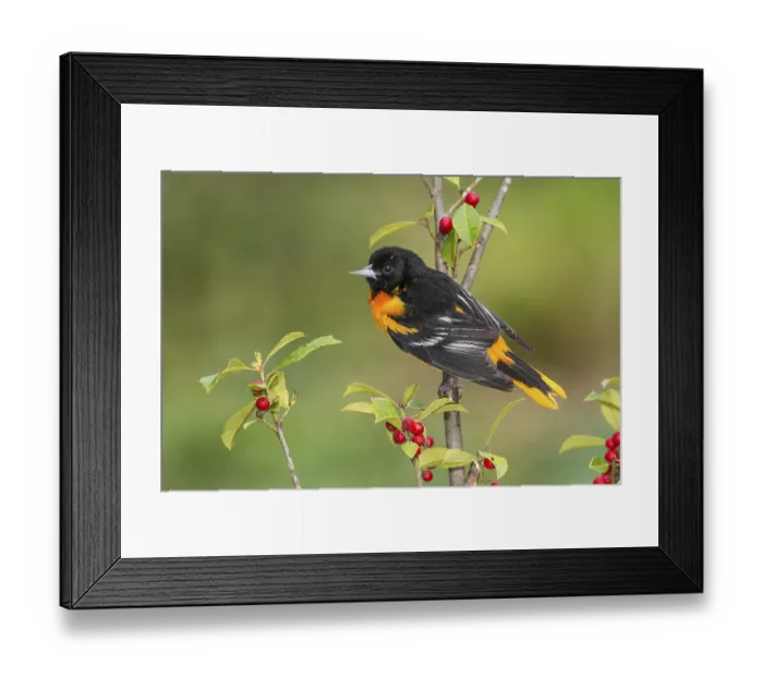 Framed Print : Baltimore Oriole (Icterus galbula) male perched on a branch Framed Print : Baltimore Oriole (Icterus galbula) male perched on a branch