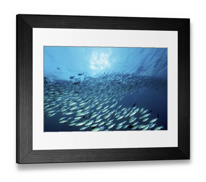 Framed Print : Large shoal of multistriped fusiliers (Caesio varilineara)